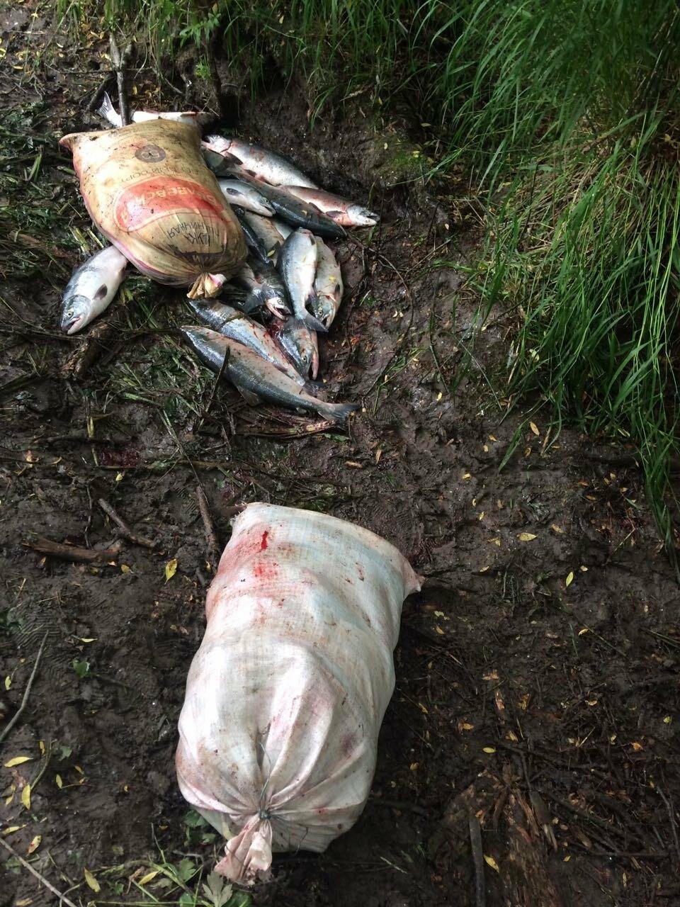 Более 1,5 тонн нелегальной рыбы изъято в Усть-Большерецком районе, фото-1
