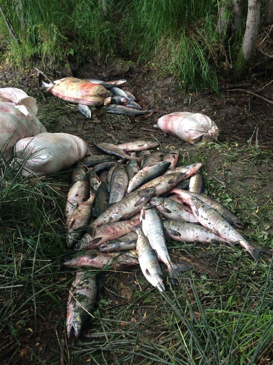 Более 1,5 тонн нелегальной рыбы изъято в Усть-Большерецком районе, фото-2