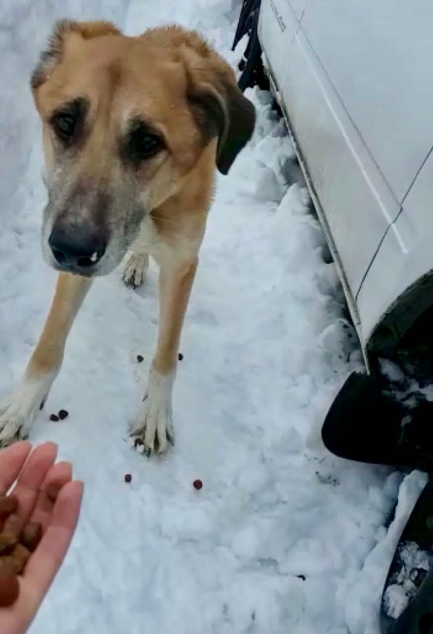 Соседи бьют тревогу: камчатская живодерка мучает собак, фото-2
