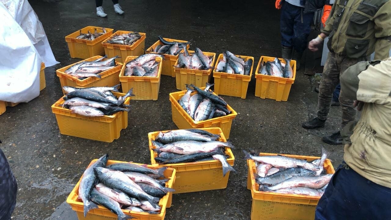 На Камчатке поймали браконьеров с тонной рыбы, фото-2