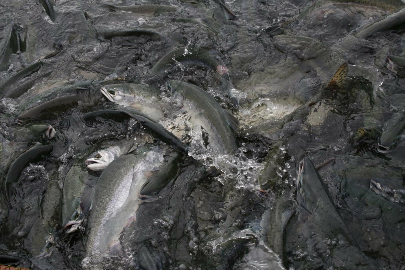 Ловись, рыбка! Камчатские рыбаки добыли уже более 320 тысяч тонн лосося, фото-4