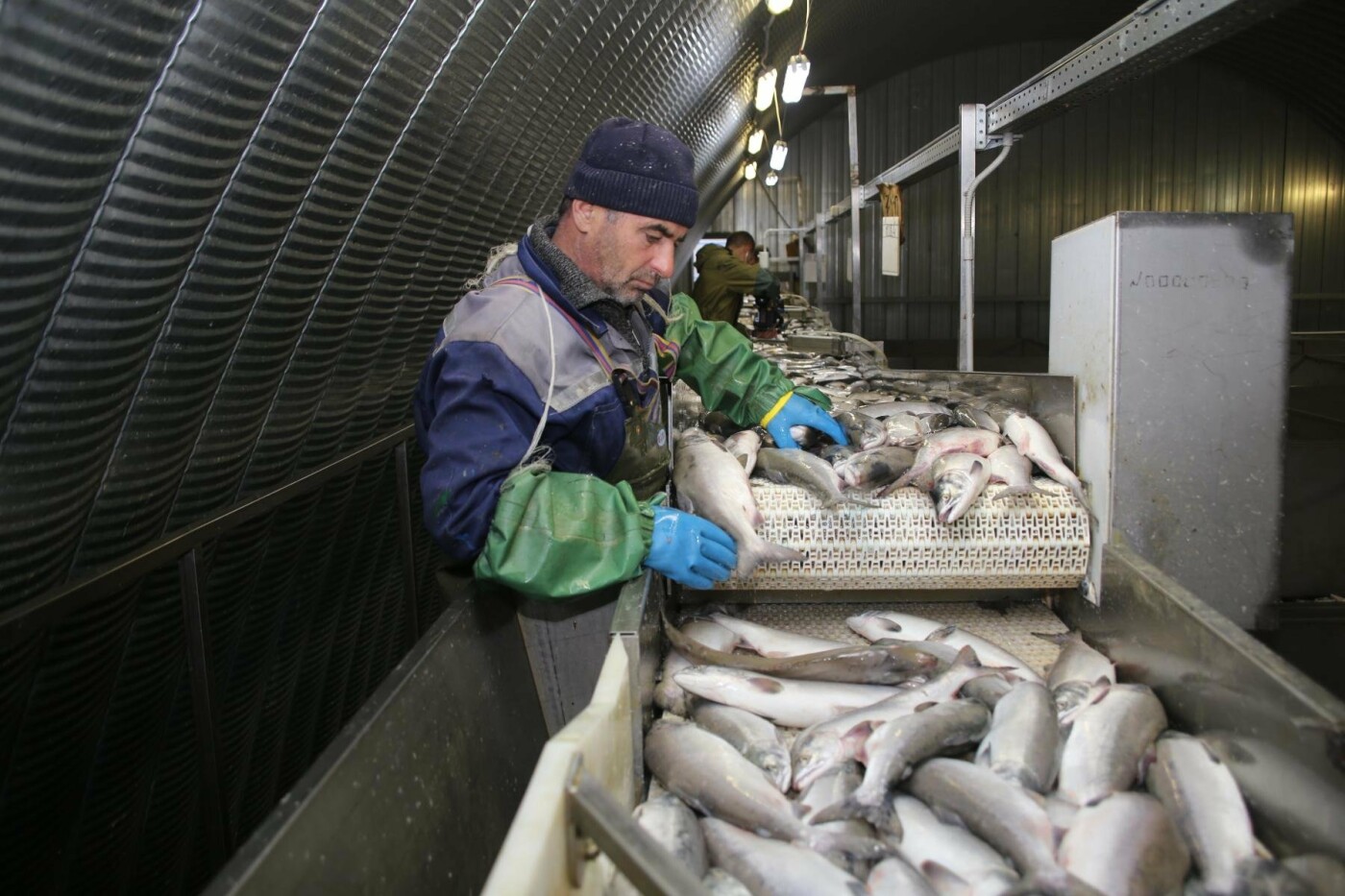 Ловись, рыбка! Камчатские рыбаки добыли уже более 320 тысяч тонн лосося, фото-3