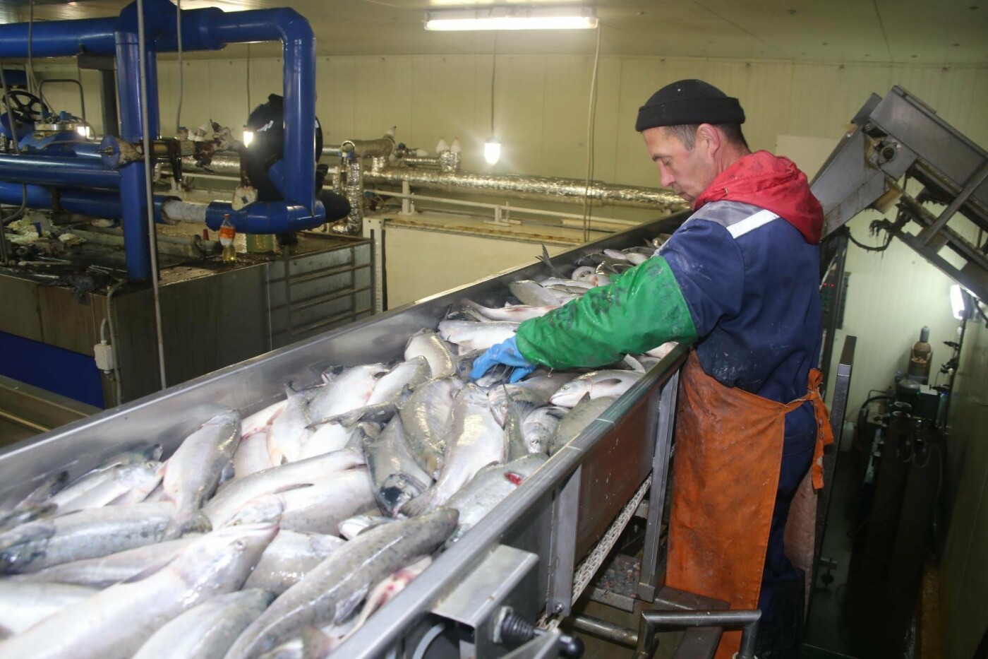 Ловись, рыбка! Камчатские рыбаки добыли уже более 320 тысяч тонн лосося, фото-2