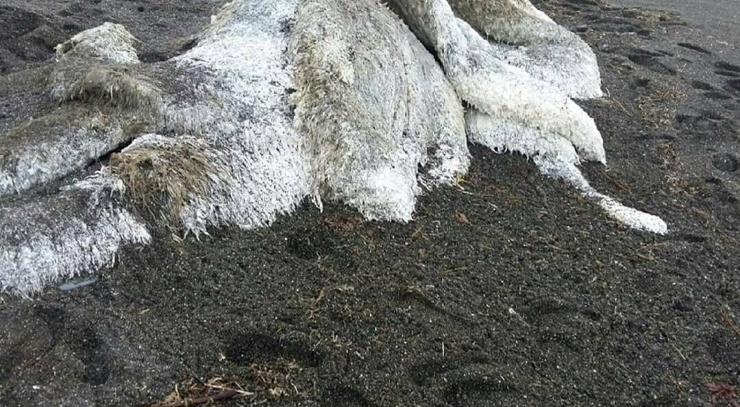 Останки разлагающегося кита переполошили камчатские соцсети, фото-4