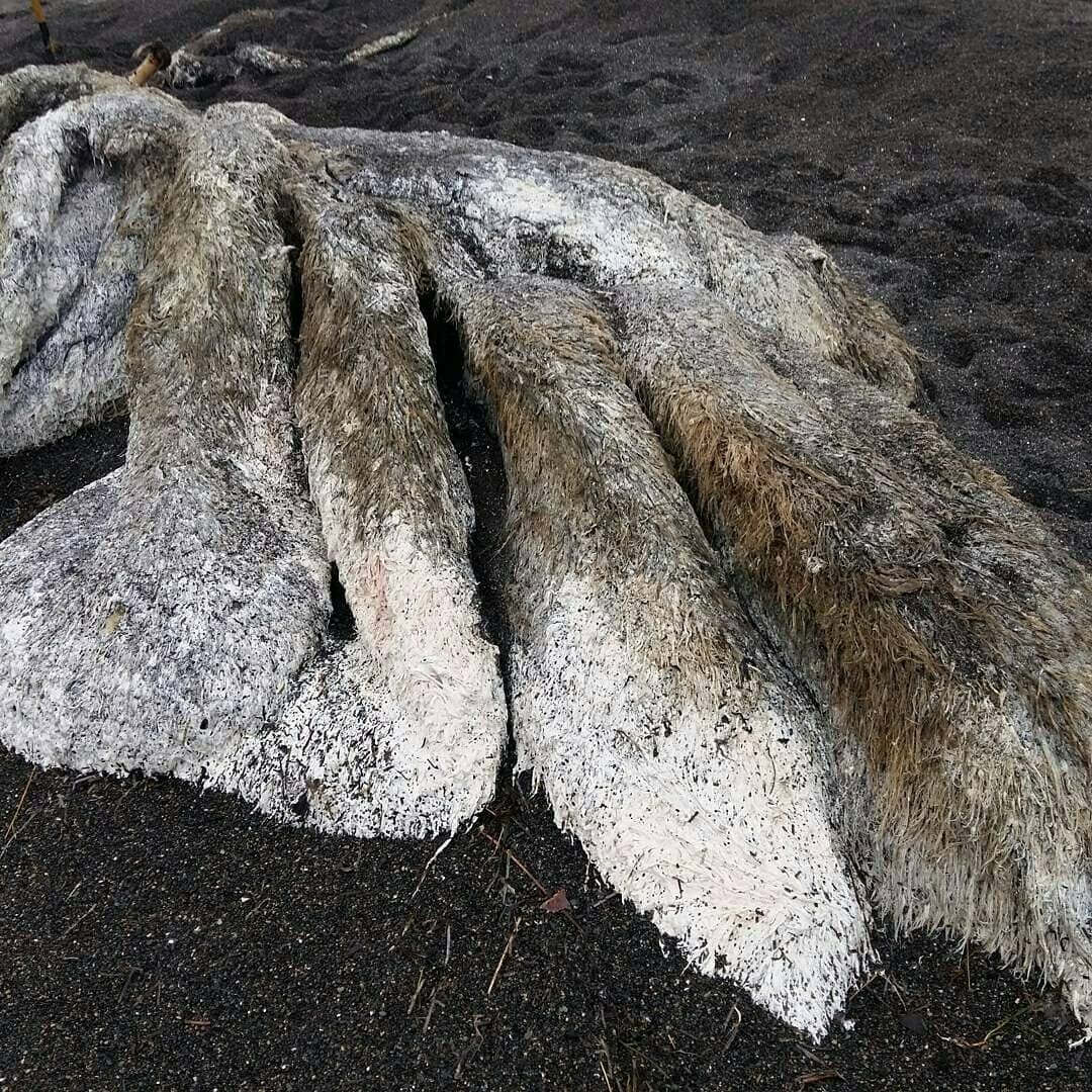 Останки разлагающегося кита переполошили камчатские соцсети, фото-6