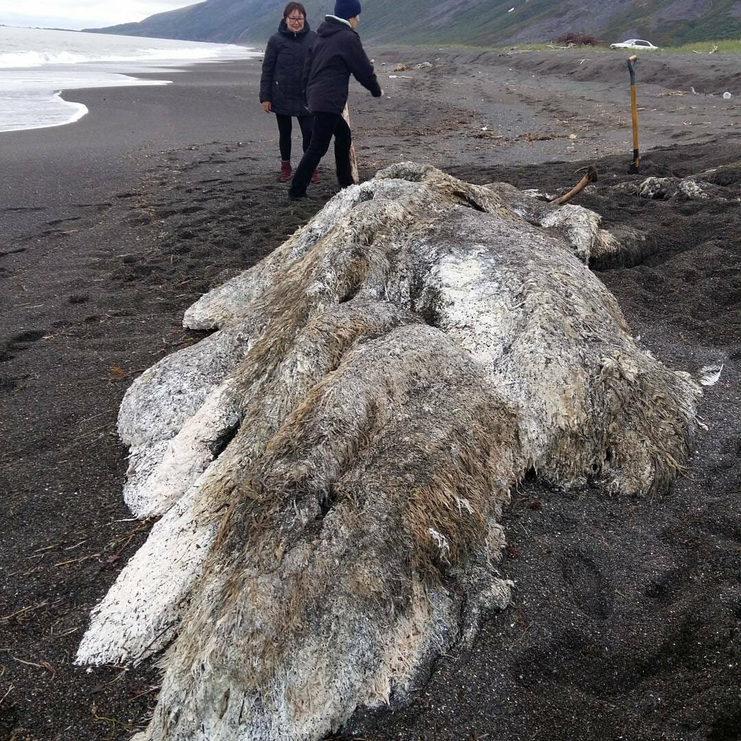 Останки разлагающегося кита переполошили камчатские соцсети, фото-7