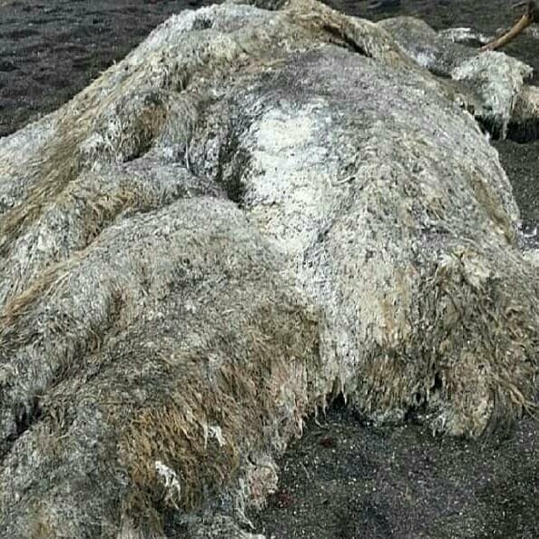 Останки разлагающегося кита переполошили камчатские соцсети, фото-3