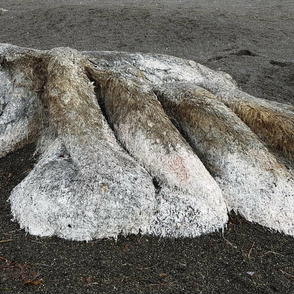 Останки разлагающегося кита переполошили камчатские соцсети, фото-8