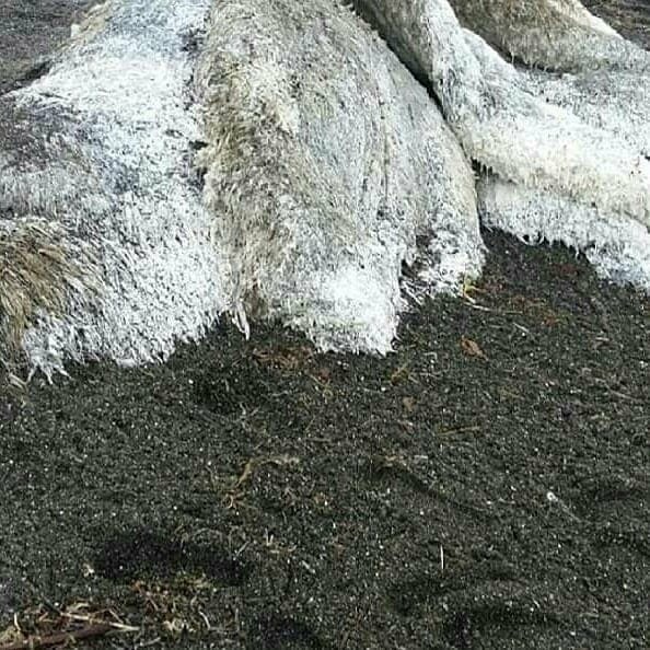 Останки разлагающегося кита переполошили камчатские соцсети, фото-2