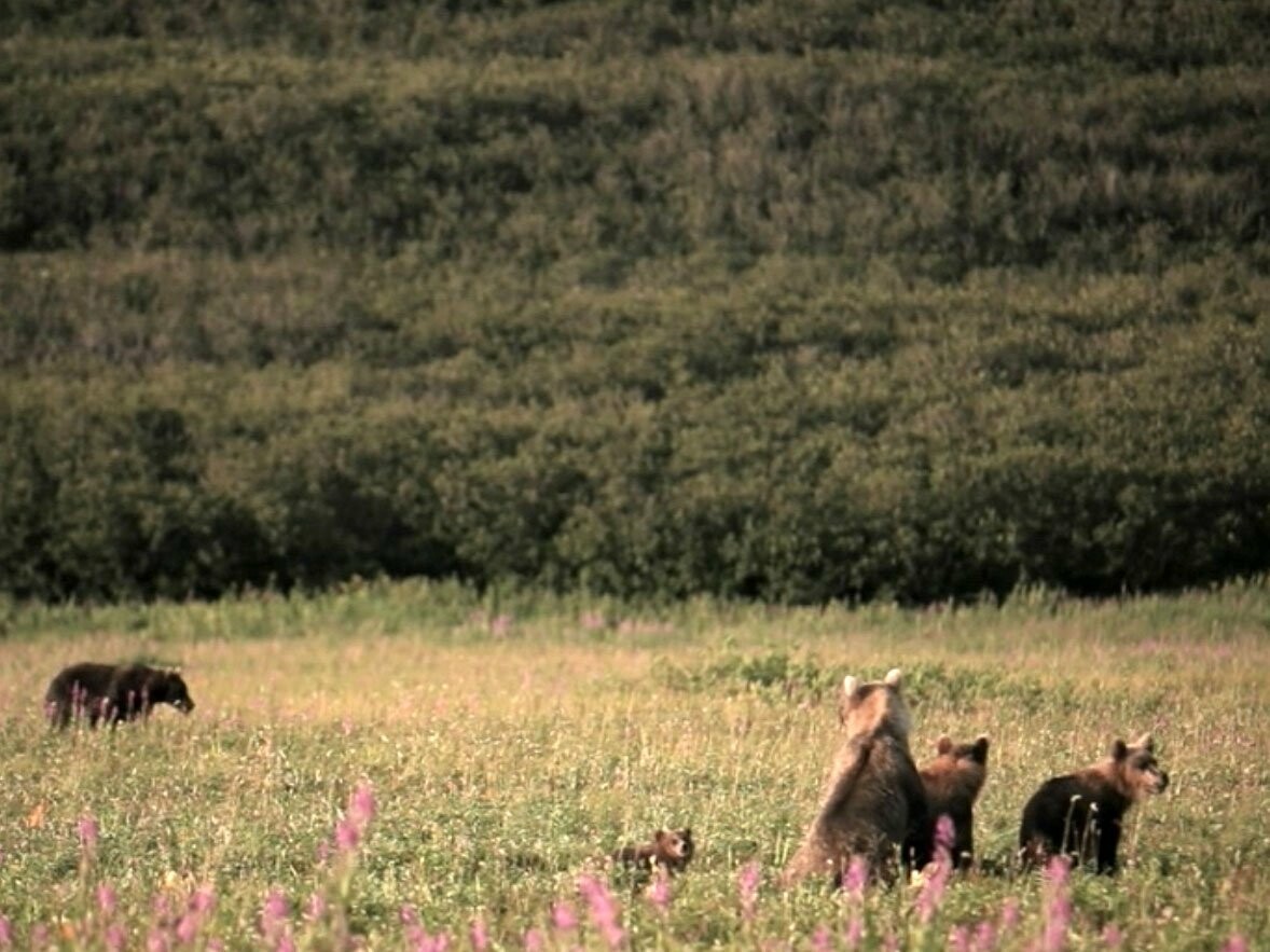 Камчатская медведица усыновила осиротевшего медвежонка, фото-10