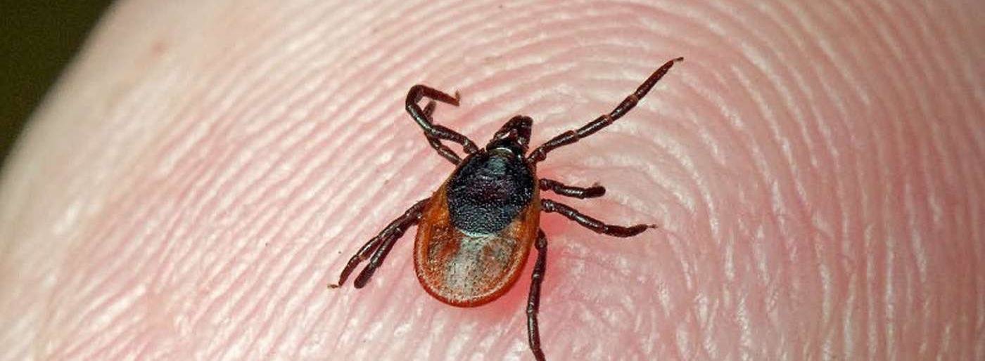 На Камчатке от укусов клещей пострадали десятки человек