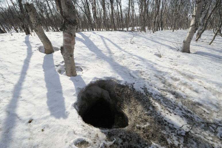На Камчатке просыпаются медведи