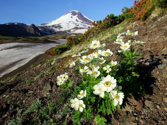 Фото: pixabay.com