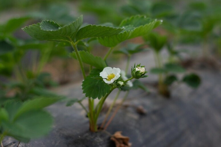 Фото: pixabay.com