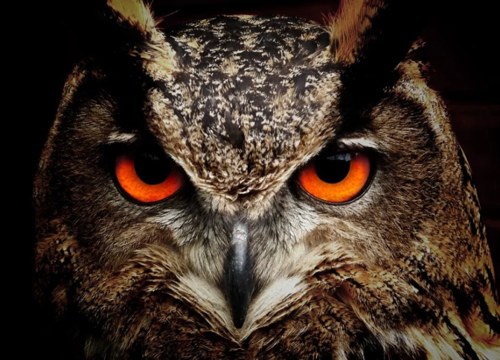 Фото: pixabay.com