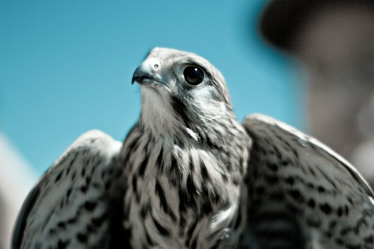 Фото: pixabay.com