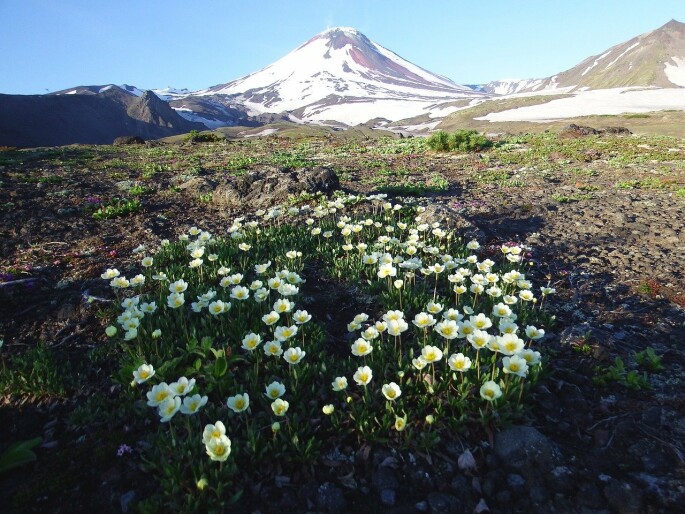 Фото: pixabay.com