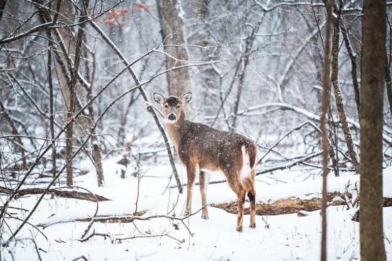 Фото: pixabay.com