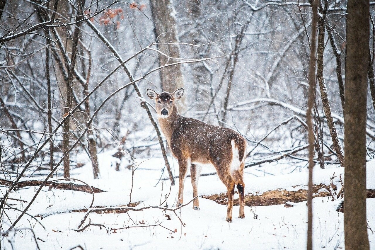 Фото: pixabay.com