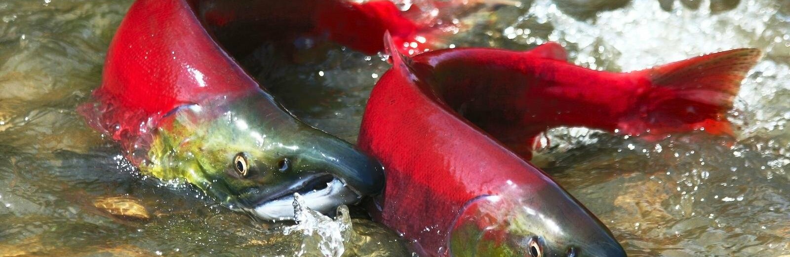 Порядка трех центнеров лосося изъяли у браконьеров на западе Камчатки