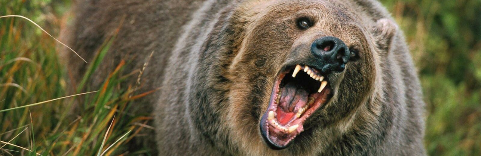 Житель Камчатки попался медведю в лапы и чудом остался жив Житель Камчатки попался медведю в лапы и чудом остался жив