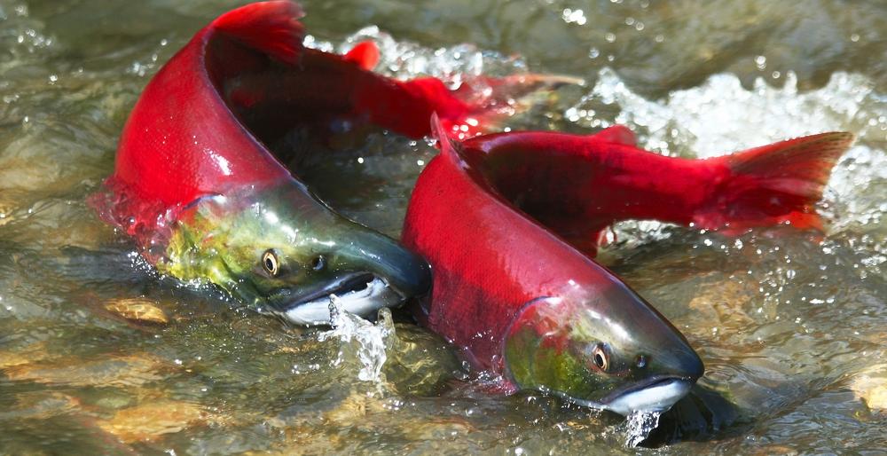 Ловись, рыбка! Камчатка лидирует по вылову лосося на Дальнем Востоке