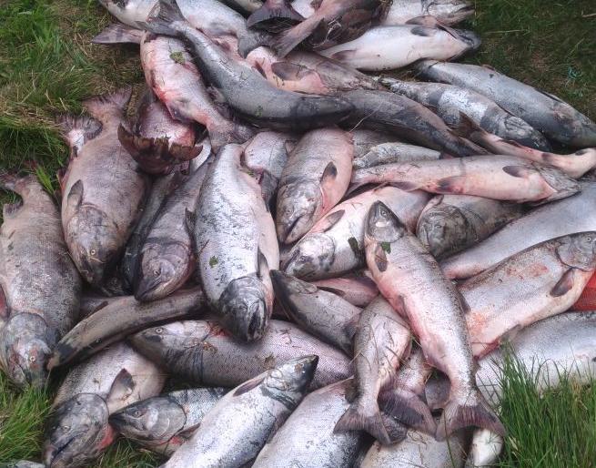 Почти полтонны браконьерской чавычи изъято у двух рыбаков на реке Б... Почти полтонны браконьерской чавычи изъято у двух рыбаков на реке Большая