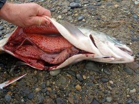 Более 9 тонн браконьерского лосося изъято в рамках «Путины-2017»