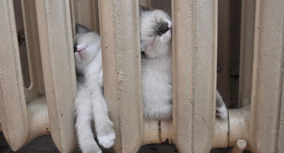 500 рублей за 9 дней холода в домах сельчан заплатит глава Пионерского