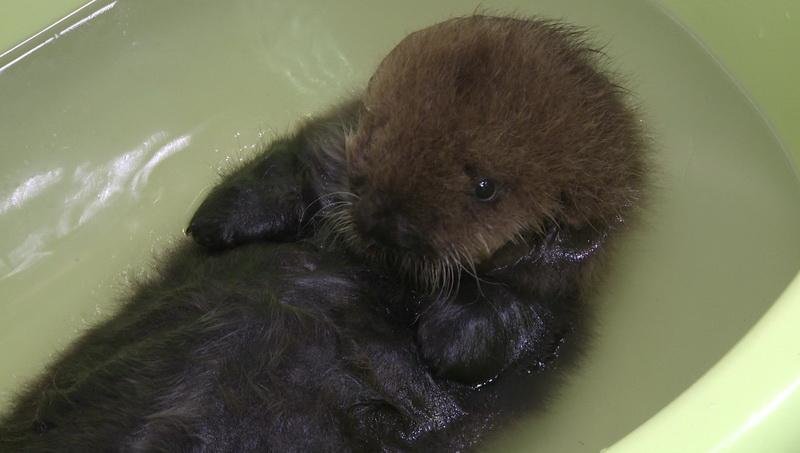 На берегу Авачинской бухты нашли детеныша калана в тяжелом состоянии