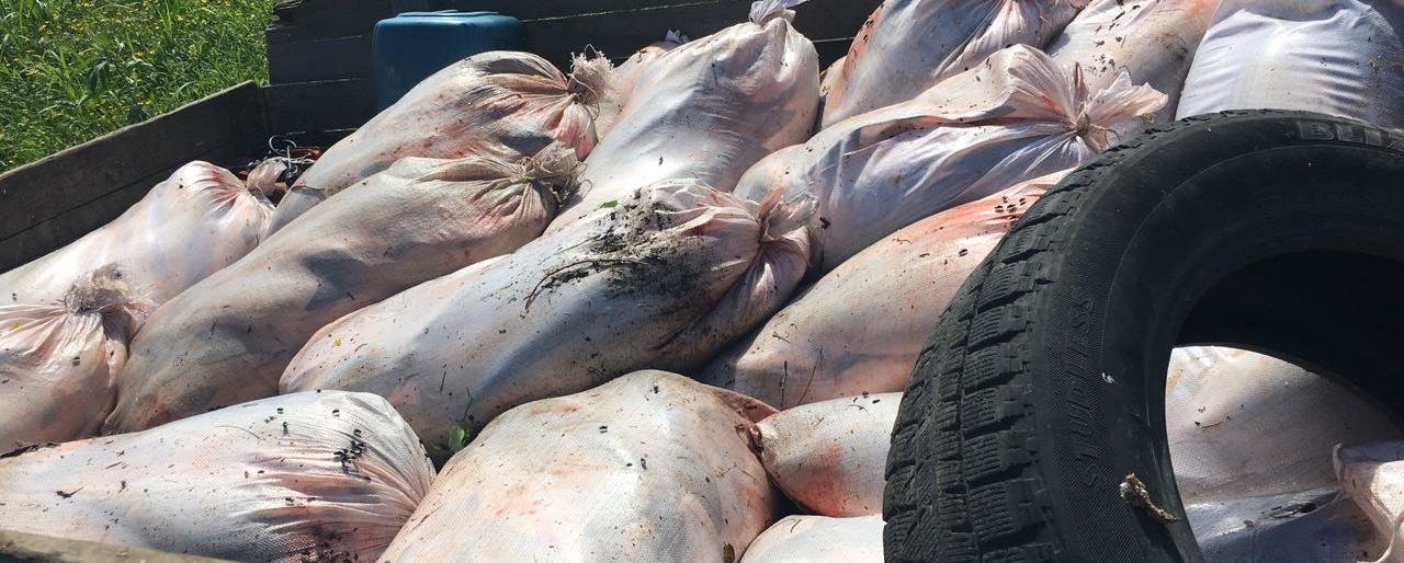 На Камчатке задержан браконьер с 800 кг нелегально добытой рыбы На Камчатке задержан браконьер с 800 кг нелегально добытой рыбы