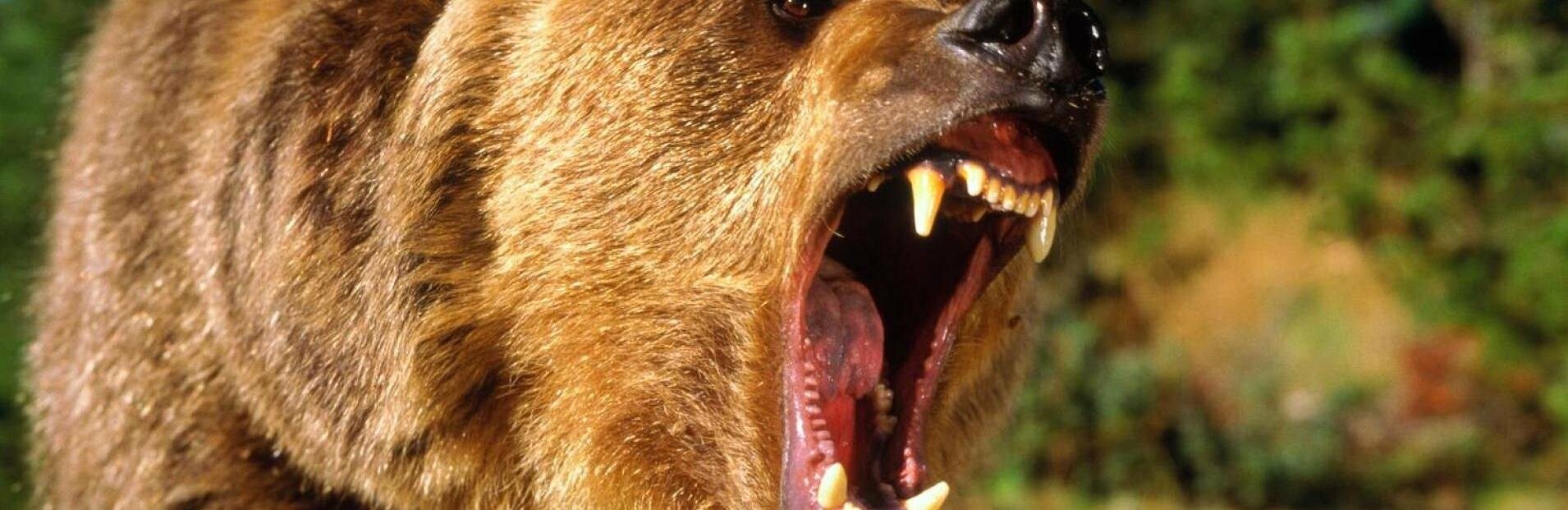 На Камчатке застрелили агрессивного медведя на территории больницы