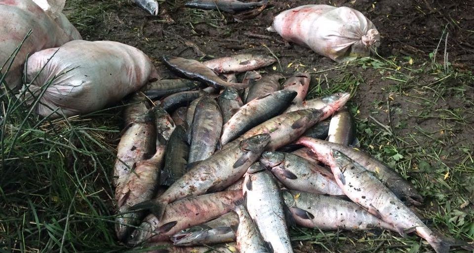 Более 1,5 тонн нелегальной рыбы изъято в Усть-Большерецком районе