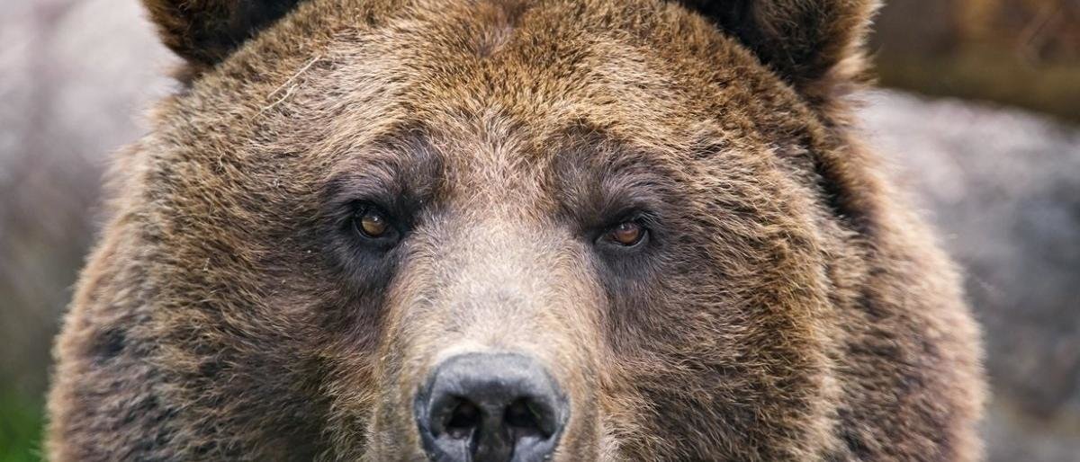 Медведь бродит в Петропавловске