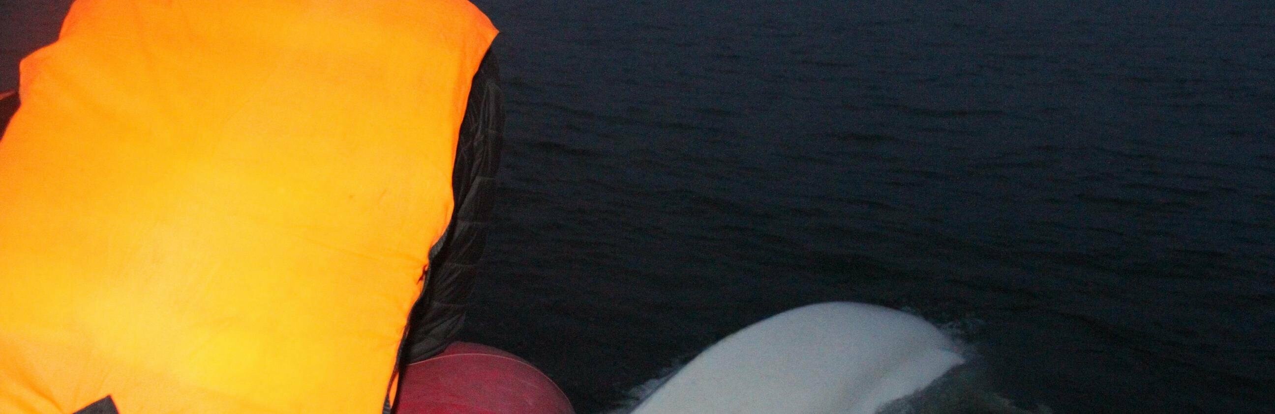 Кита освободили из рыбацких сетей на Камчатке