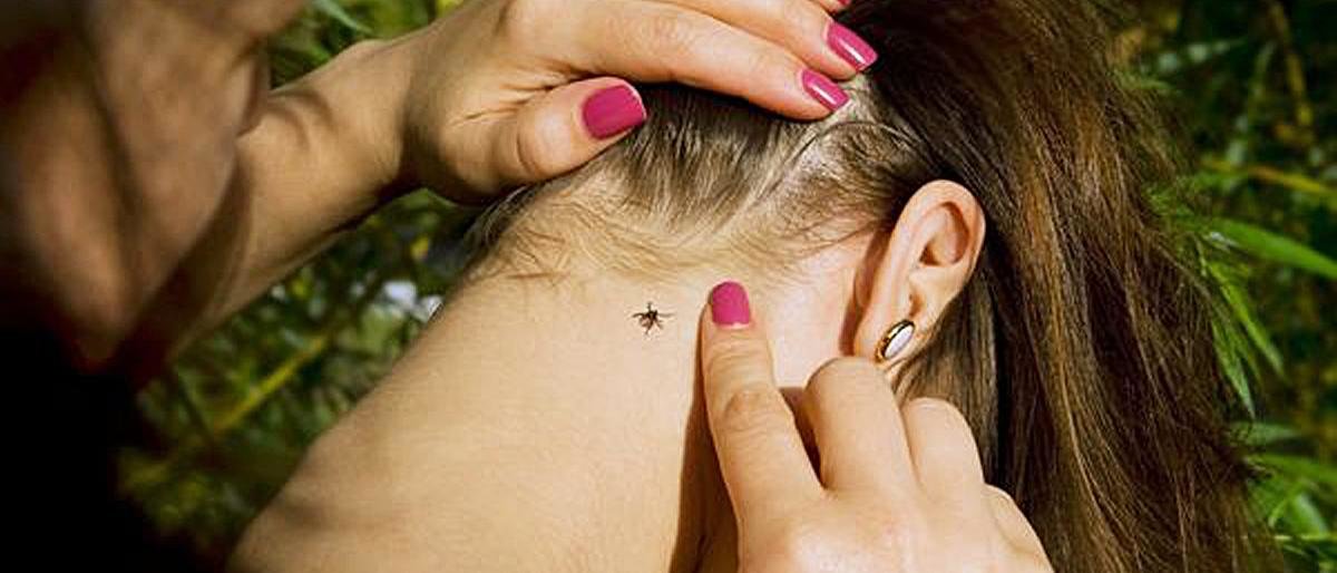 На Камчатке растет количество пострадавших от укусов клещей