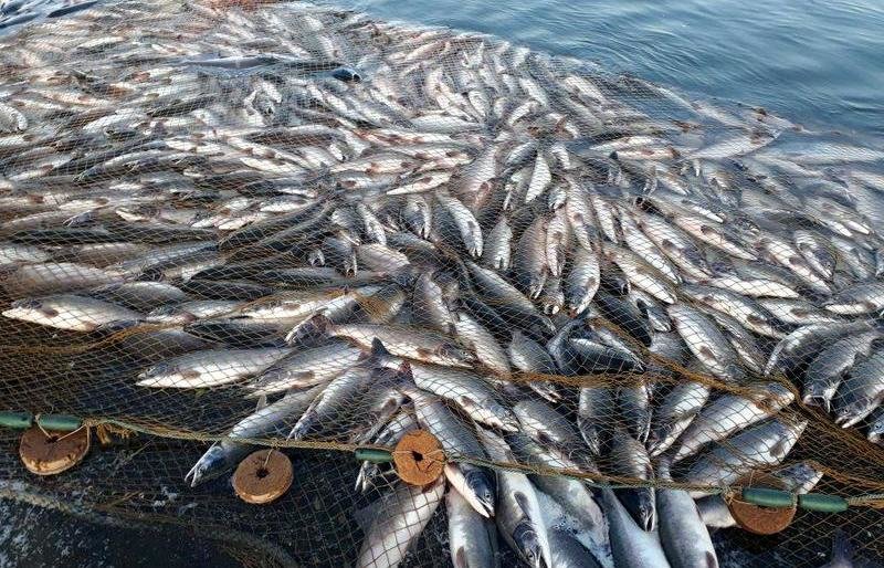 На Камчатке уничтожили более 2700 хвостов браконьерской горбуши 
