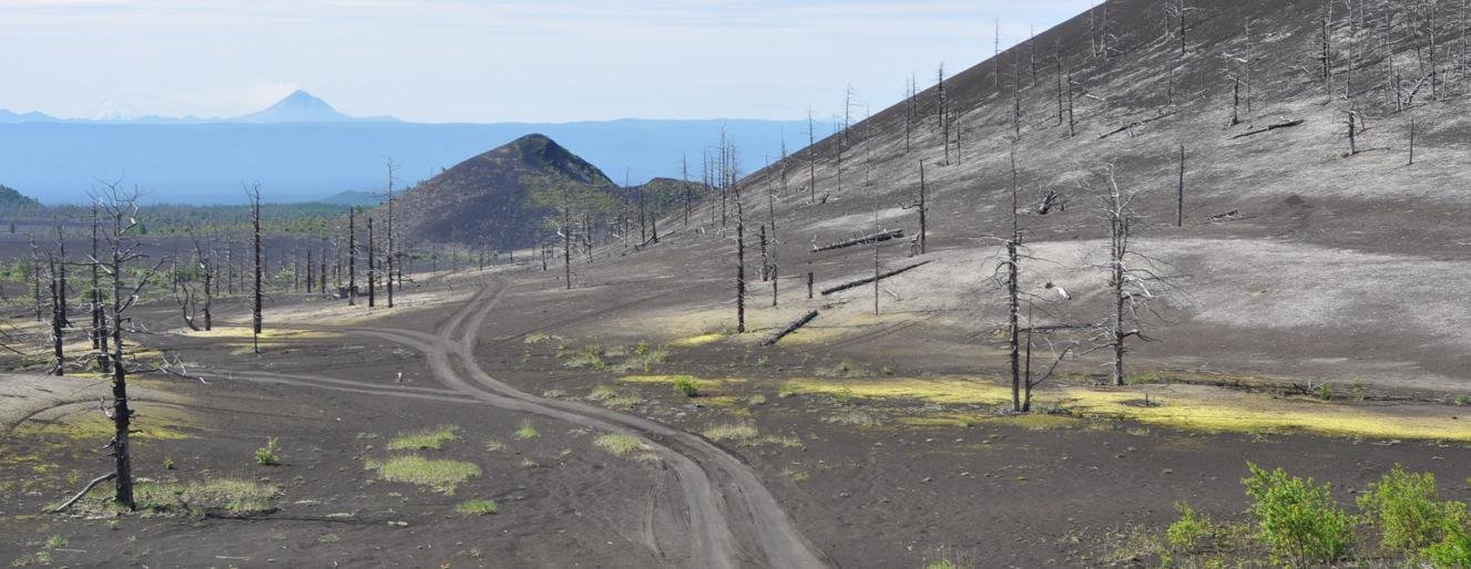Иностранный турист скончался в мертвом лесу на Камчатке Иностранный турист скончался в мертвом лесу на Камчатке
