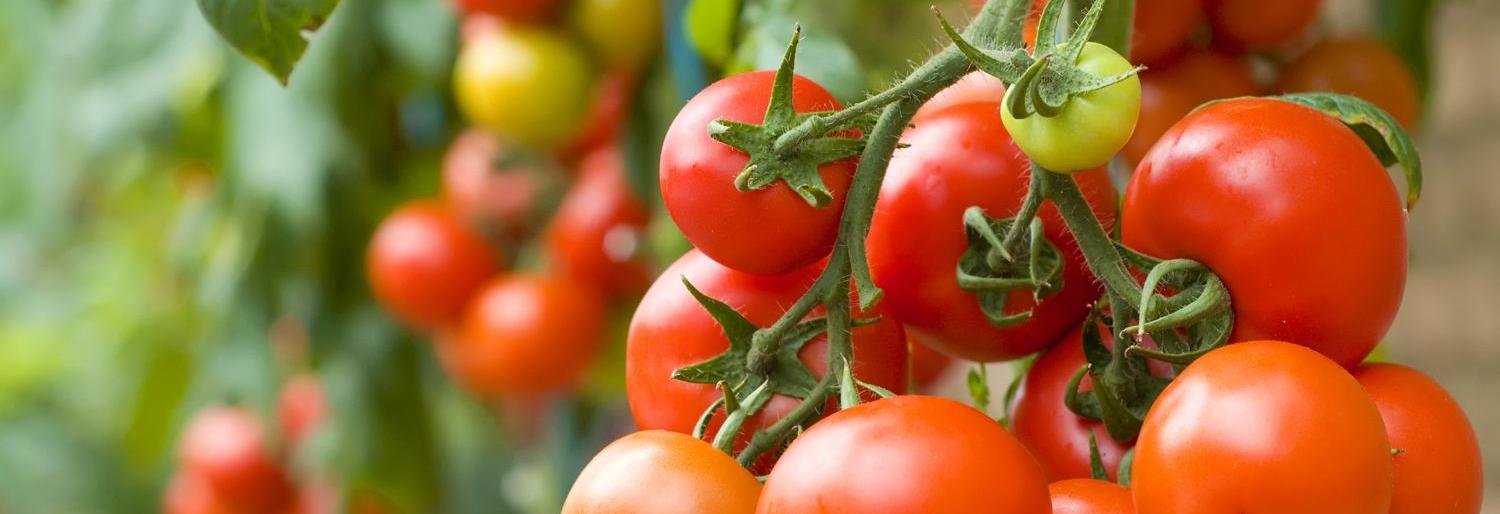 На Камчатке весной начнут строить первую круглогодичную теплицу