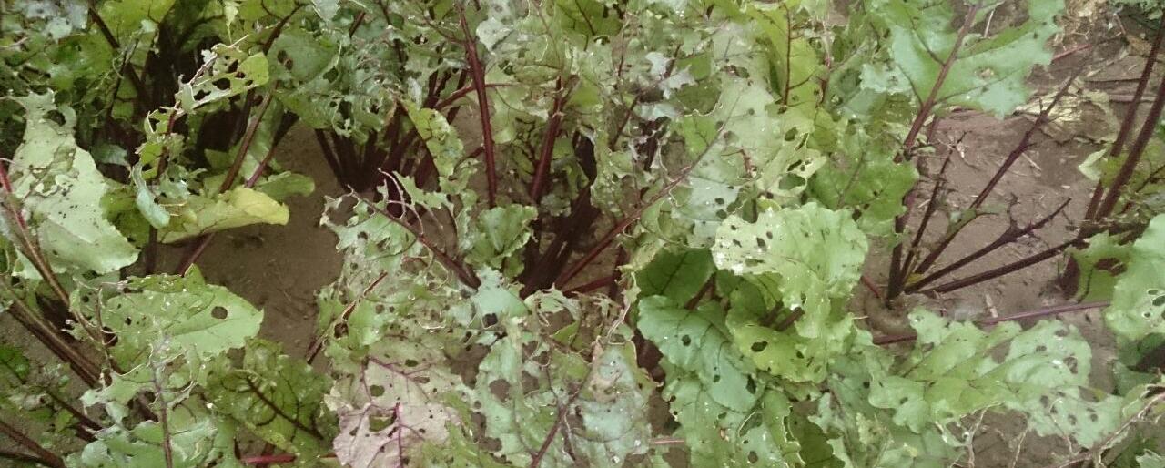 Аномальное нашествие гусениц на Камчатке 