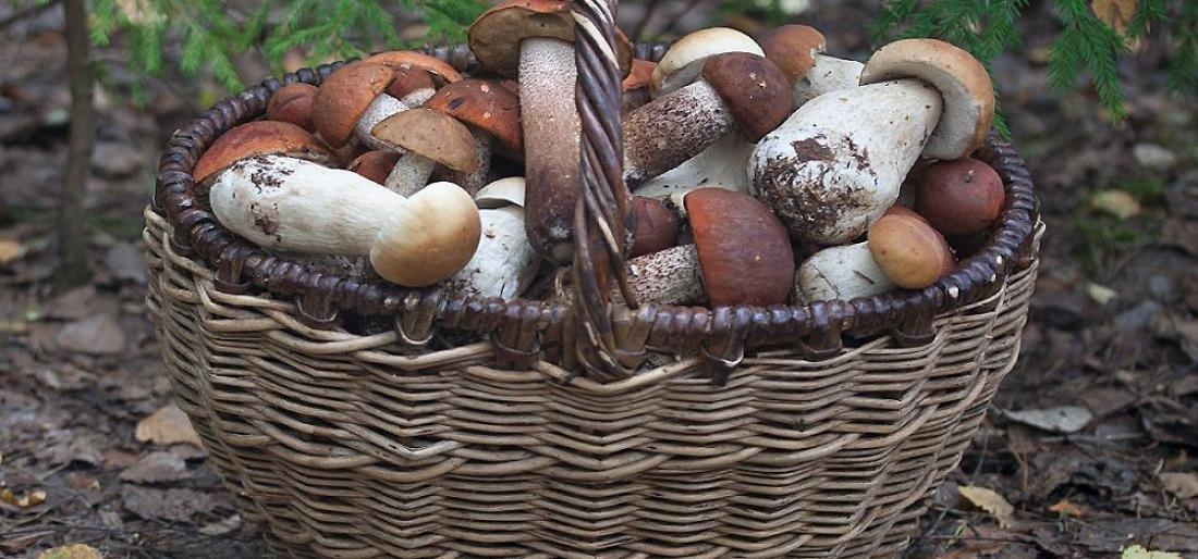 На Камчатке больше недели ищут пропавшего грибника