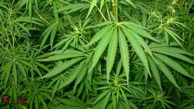 Охота за браконьерами привела камчатских полицейских на плантации с коноплей 