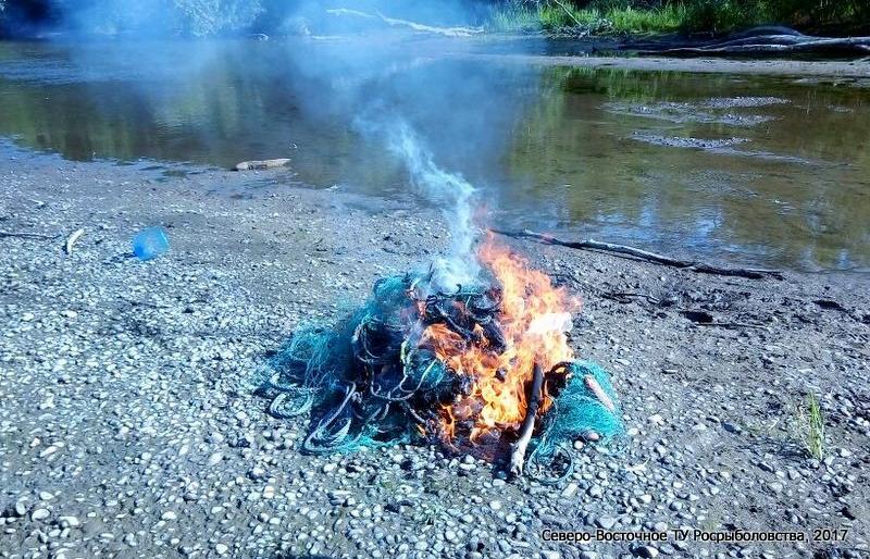 На Камчатке уничтожили полтонны браконьерской икры