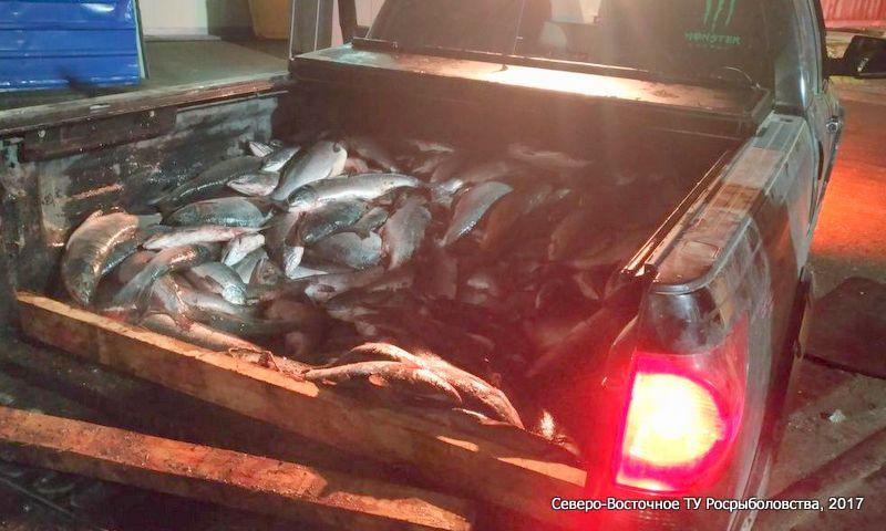 На Камчатке изъято 600 кг браконьерского лосося
