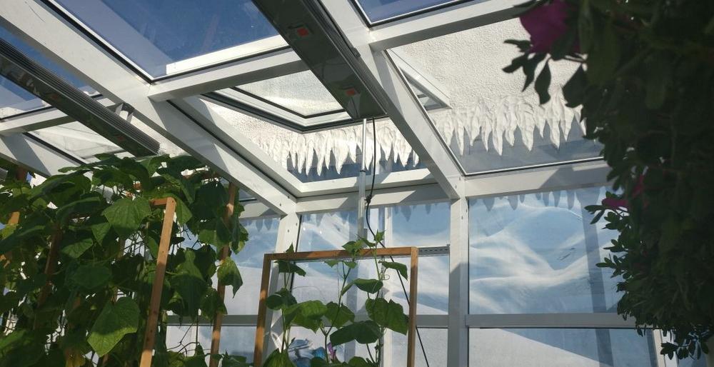 Камчатская теплица заинтересовала ученых