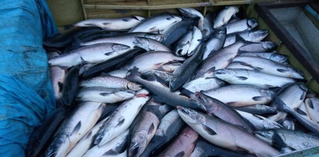 На Камчатке в «проходной день» четверо сельчан выловили более 1,5 тонн кижуча и горбуши 