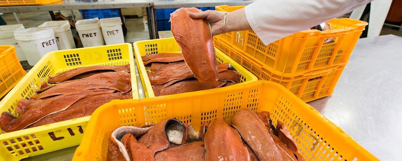 На Камчатке через 4 года построят современный рыбоперерабатывающий завод