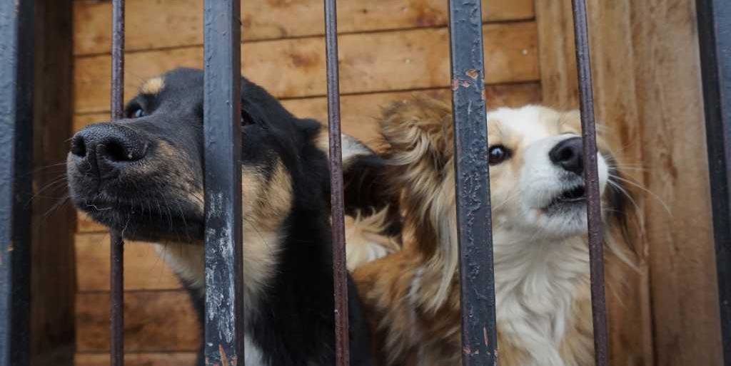 В Петропавловске открылся приют для временного содержания бездомных собак