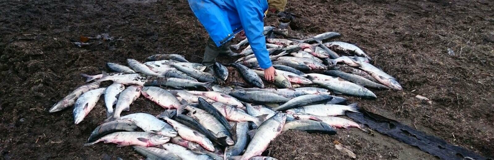 На Камчатке ужесточат штрафы за браконьерство