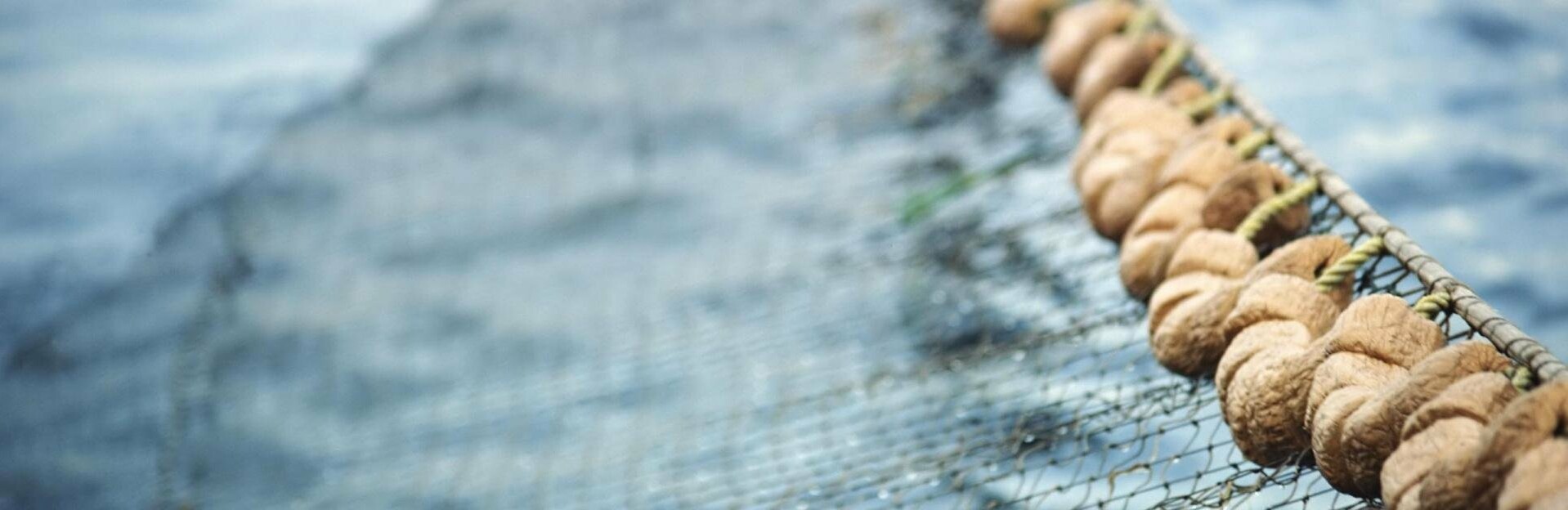 «Стены смерти» угрожают популяции лосося уже в прибрежной акватории Камчатки